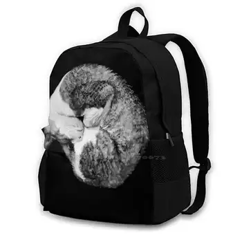 Zábal Okolo Mačka - Cornish Rex Čierne Pozadie Batoh Pre Študentov Školy Notebooku Cestovná Taška Cornish Rex Mačka Mačka Roztomilý Zvieratá